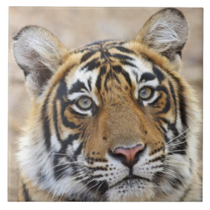 Portrait of Royal Bengalisch Tiger, Ranthambhor Fliese