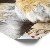 Portrait of Royal Bengalisch Tiger, Ranthambhor Fotodruck (Ecke)