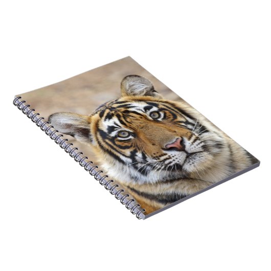 Portrait of Royal Bengalisch Tiger, Ranthambhor Notizblock (Rechte Seite)