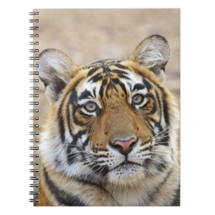 Portrait of Royal Bengalisch Tiger, Ranthambhor Notizblock