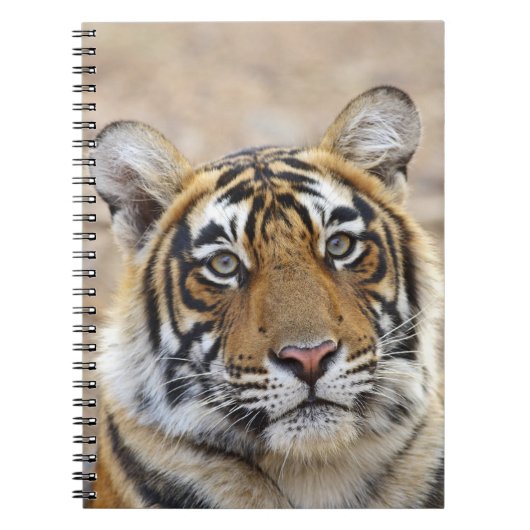 Portrait of Royal Bengalisch Tiger, Ranthambhor Notizblock (Vorderseite)