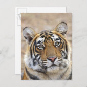 Portrait of Royal Bengalisch Tiger, Ranthambhor Postkarte (Vorne/Hinten)