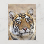 Portrait of Royal Bengalisch Tiger, Ranthambhor Postkarte (Vorderseite)
