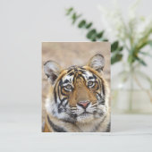 Portrait of Royal Bengalisch Tiger, Ranthambhor Postkarte (Stehend Vorderseite)