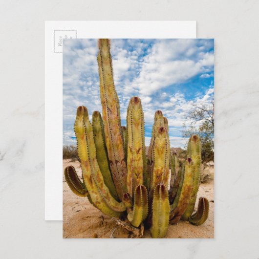 Portrait Old Man Cactus, Mexiko Postkarte (Vorne/Hinten)