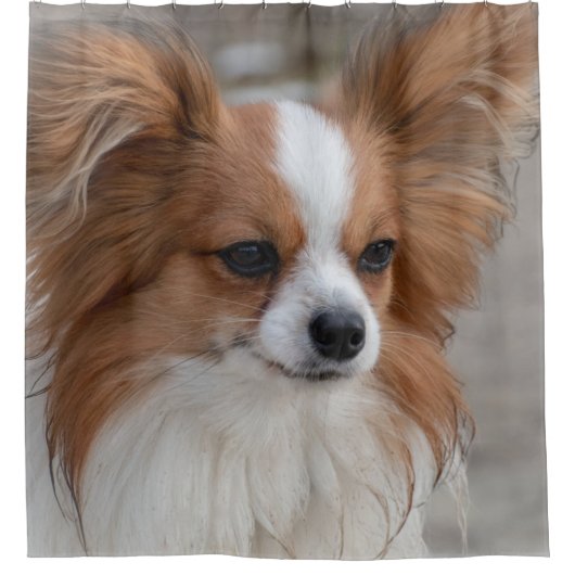 Portrait Papillon Dog Duschvorhang (Vorderseite)