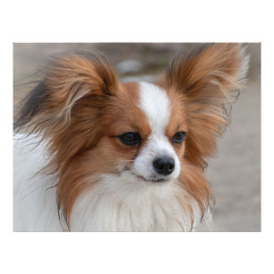 Portrait Papillon Dog Fotodruck