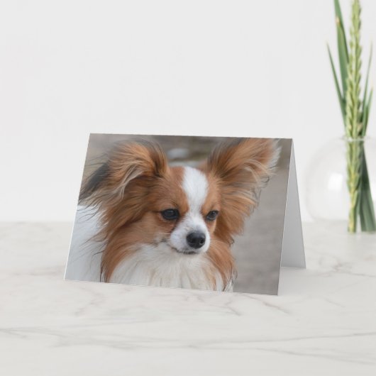 Portrait Papillon Dog Karte (Vorderseite)