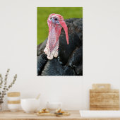 Portrait Pute Poster (Küche)