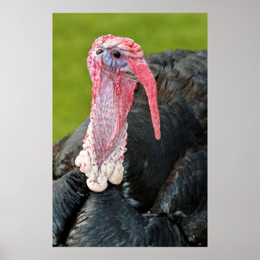 Portrait Pute Poster (Vorne)