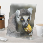 Portrait-Ringelmagen, der eine Banane isst Sockelschild (In Situ)