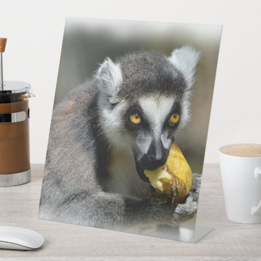 Portrait-Ringelmagen, der eine Banane isst Sockelschild (In Situ)