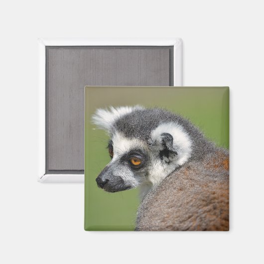 Portrait-Ringelmagen Magnet (Vorderseite/Rückseite)