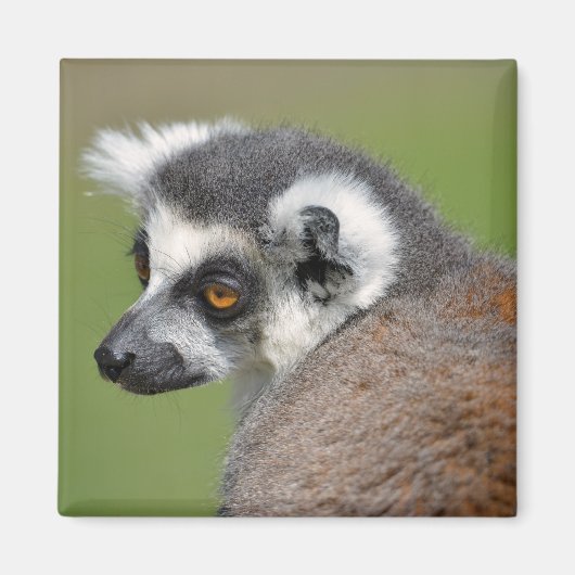 Portrait-Ringelmagen Magnet (Vorne)