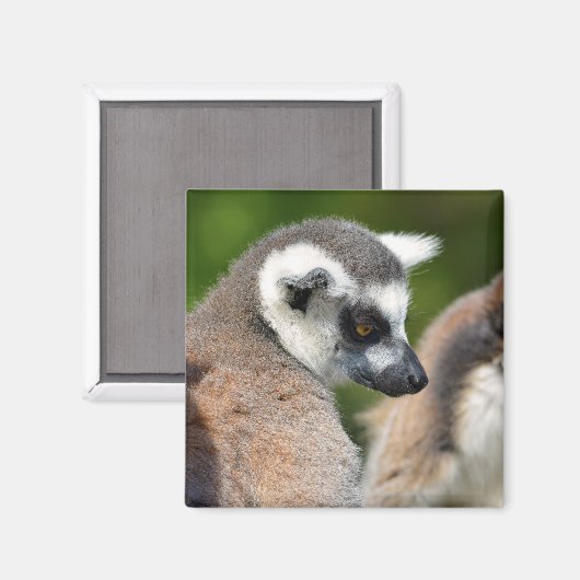 Portrait-Ringelmagen Magnet (Vorderseite/Rückseite)