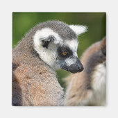 Portrait-Ringelmagen Magnet (Vorne)