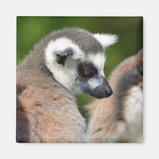 Portrait-Ringelmagen Magnet (Vorne)