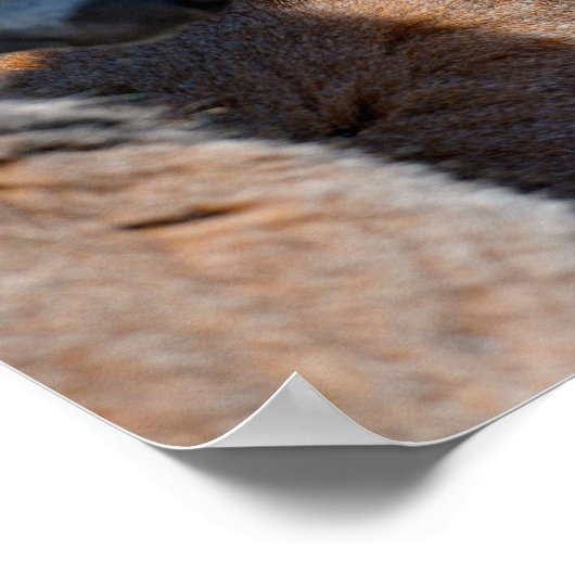 Portrait-Ringelmagen Poster (Ecke)