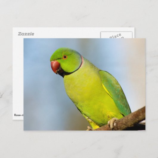 Portrait-Rose Postkarte (Vorne/Hinten)