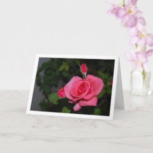 Portrait Rose und Rose Buds Karte