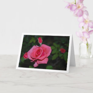 Portrait Rose und Rose Buds Karte