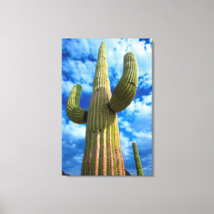 Portrait Saguaro Cactus, Arizona Leinwanddruck
