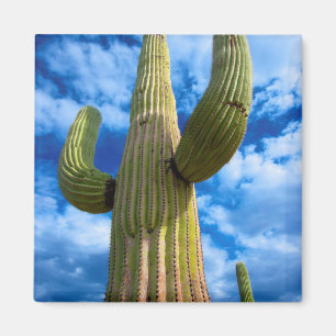 Portrait Saguaro Cactus, Arizona Magnet