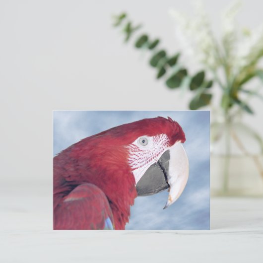Portrait Scarlet macaw fressende Karotte Postkarte (Stehend Vorderseite)