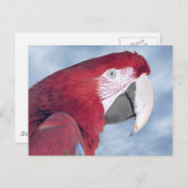 Portrait Scarlet macaw fressende Karotte Postkarte (Vorne/Hinten)