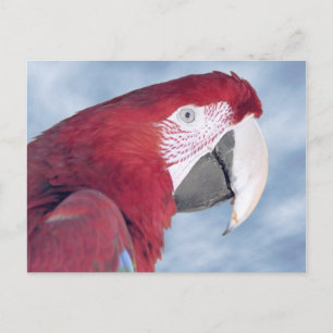 Portrait Scarlet macaw fressende Karotte Postkarte