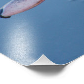 Portrait Schwarz-Weiß-Ente Fotodruck (Ecke)