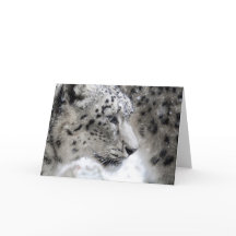 Portrait Snow Leopard