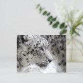 Portrait Snow Leopard Postkarte (Stehend Vorderseite)