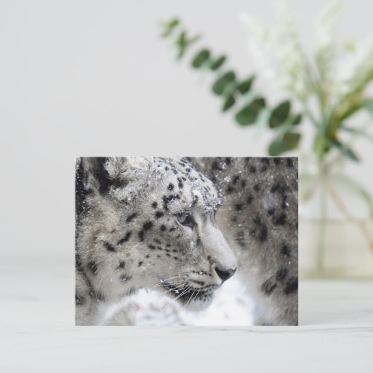 Portrait Snow Leopard Postkarte (Stehend Vorderseite)