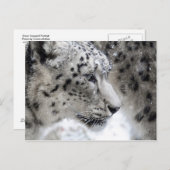 Portrait Snow Leopard Postkarte (Vorne/Hinten)