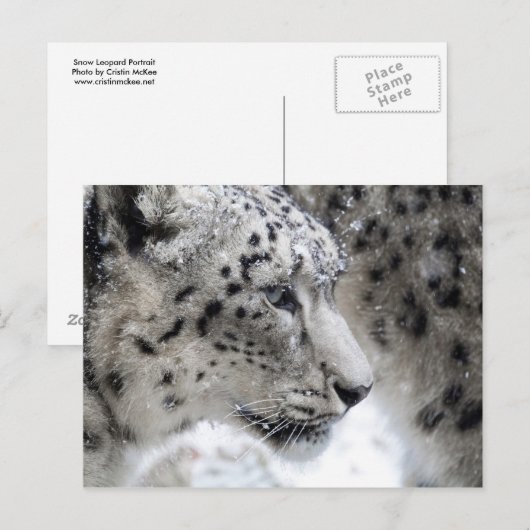 Portrait Snow Leopard Postkarte (Vorne/Hinten)