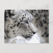 Portrait Snow Leopard Postkarte (Vorderseite)