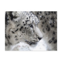 Portrait Snow Leopard