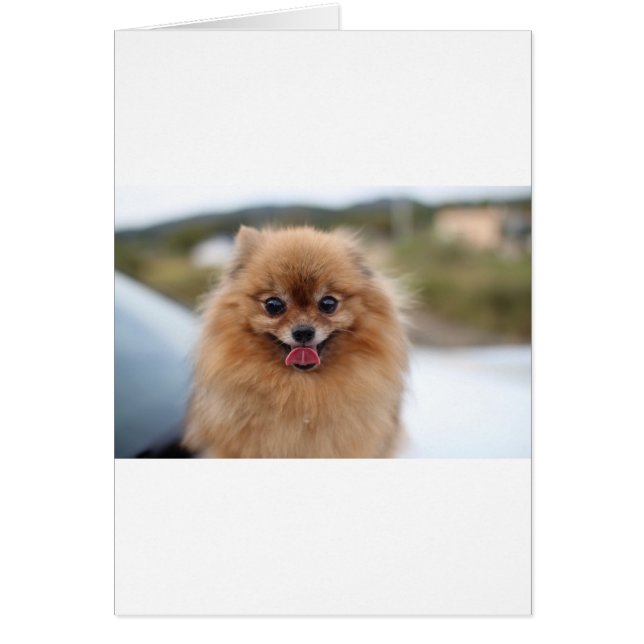 Portrait Spitz Dog (Vorne)