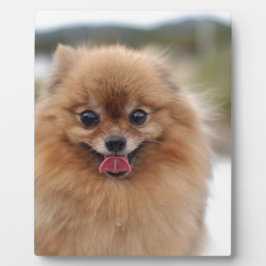 Portrait Spitz Dog Fotoplatte