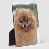 Portrait Spitz Dog Fotoplatte (Seite)