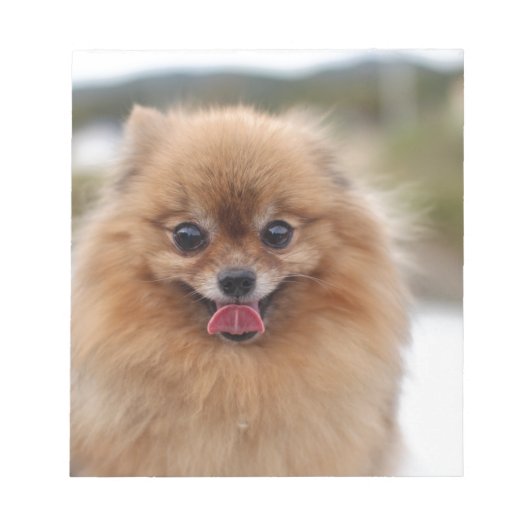 Portrait Spitz Dog Notizblock (Vorderseite)