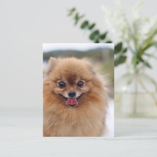 Portrait Spitz Dog Postkarte (Stehend Vorderseite)
