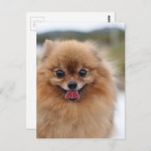 Portrait Spitz Dog Postkarte (Vorne/Hinten)
