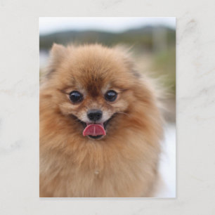 Portrait Spitz Dog Postkarte