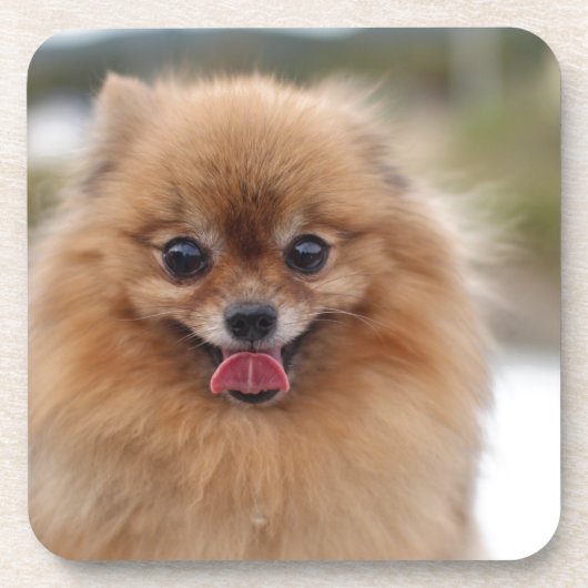 Portrait Spitz Dog Untersetzer (Vorderseite)