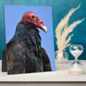 Portrait Türkei-Geier Fotoplatte (Seite)