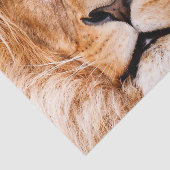 Portrait von African Lion Wildlife Animal Closeup Seidenpapier (Ausschnitt)