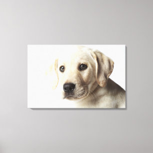 Portrait von blond Labrador Retriever Welpe Leinwanddruck