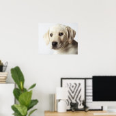 Portrait von blond Labrador Retriever Welpe Poster (Heimbüro)